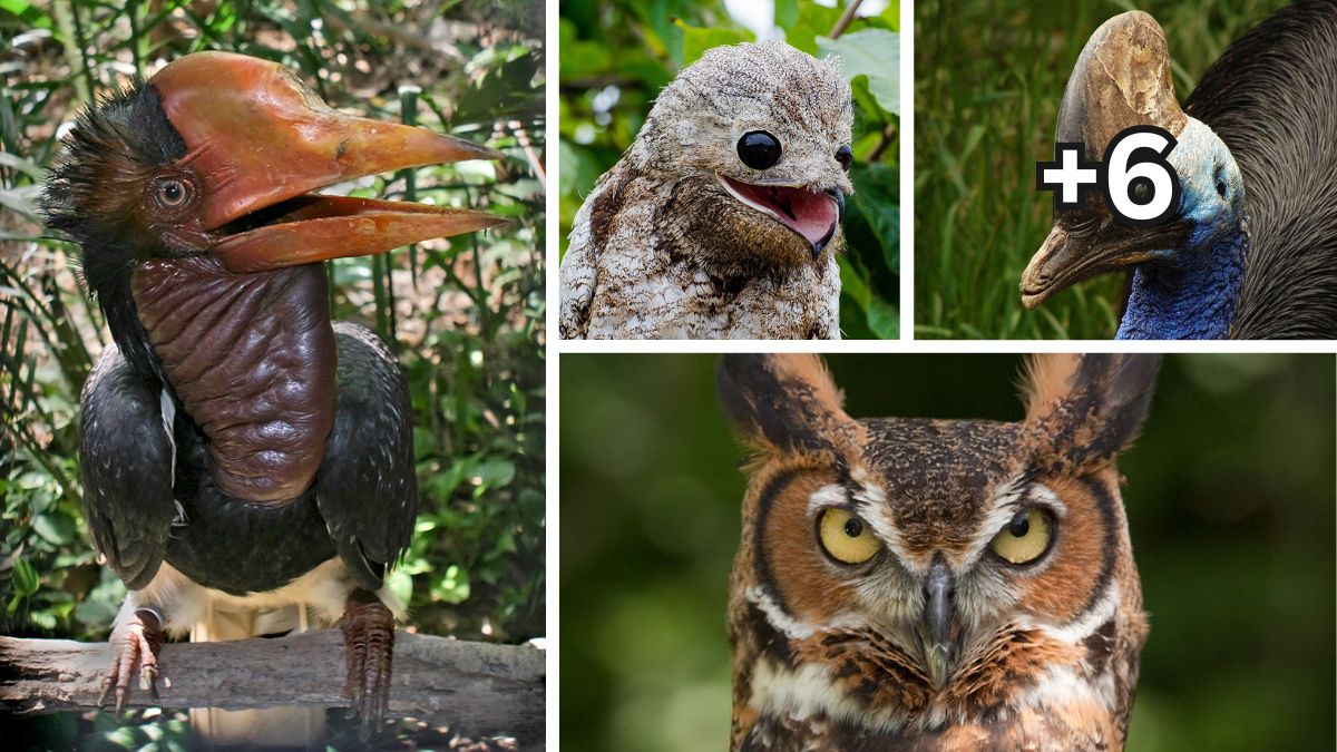 Deadliest Birds In The World That Eats Snake, Rabbit And crocodiles ...