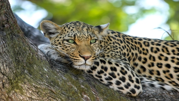 Bannerghatta Biological Park To Soon Introduce Leopard Safari