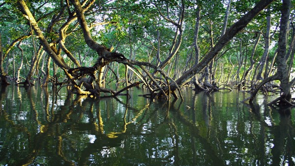 Mangrove Kayaking in Varkala