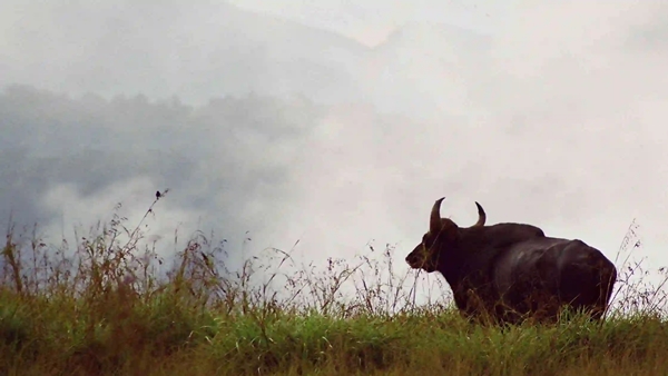 Periyar Tiger Reserve Border Hiking at Thondiyar