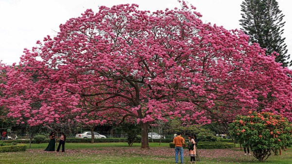 All Parks In Bengaluru Opens From 5 Am To 10PM Except Lalbagh And Cubbon Park