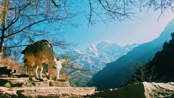 Donkey Milk in India Haryana Emerges as Hub