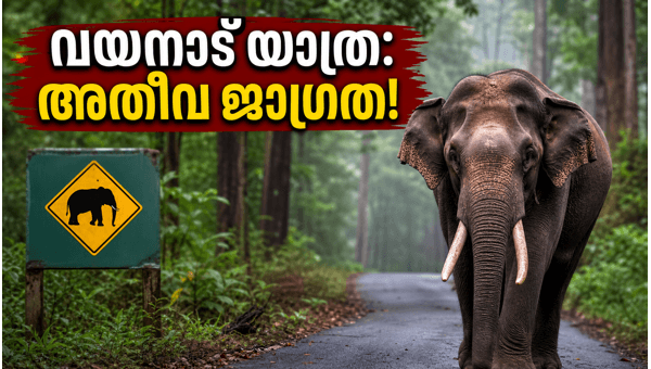 Wayanad Elephant Attack: Essential Safety Guidelines for Tourists Visiting Meppadi and Wayanad Wildlife Areas in May 2026