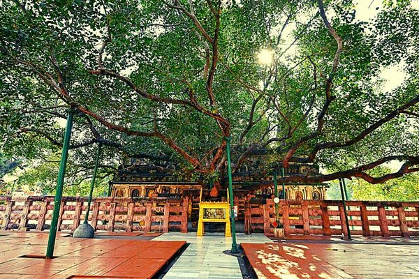 Why does Bodh Gaya Celebrate Bodh Mahotsav? Recall the History of the Enlightenment