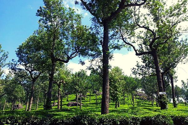 Munnar- The Most Romantic Place in Kerala to Visit With Your Partner