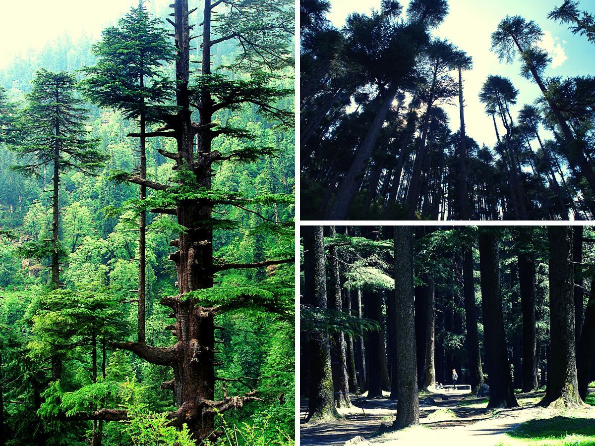 Visit Manali in the Summer of 2023