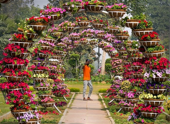Images of the Beauty and Diversity of Tulips at the Delhi Tulip Festival