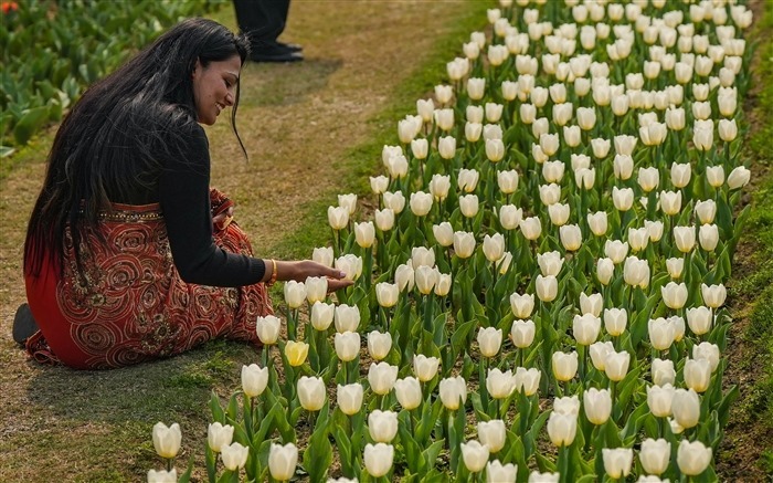 Images of the Beauty and Diversity of Tulips at the Delhi Tulip Festival