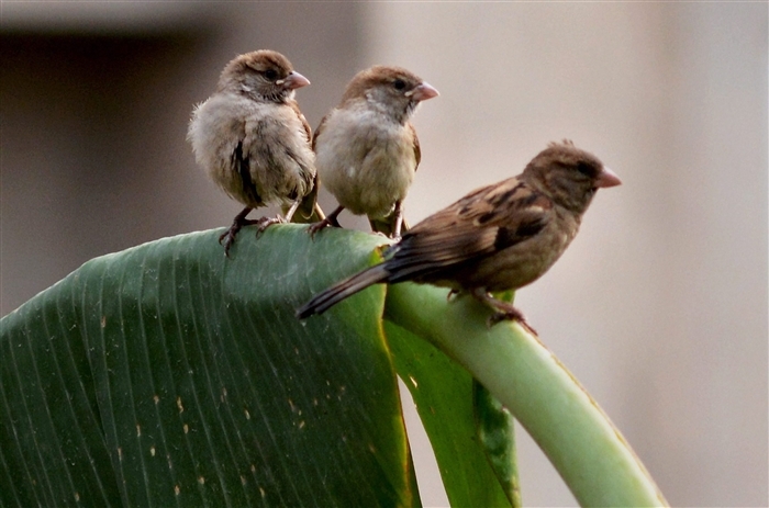 Sparrows