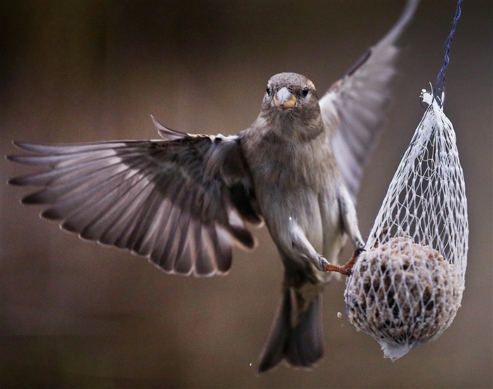 Charming World of Sparrows