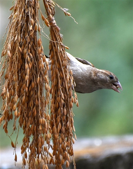 Charming World of Sparrows