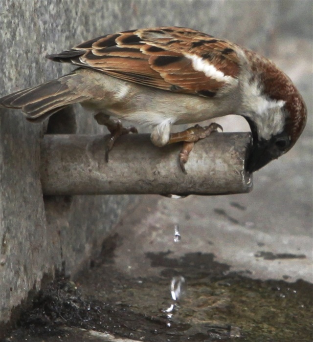 Charming World of Sparrows