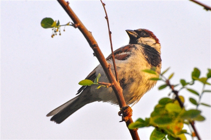Sparrows Photo