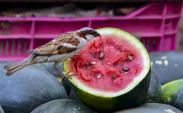 Sparrows eating watermelon
