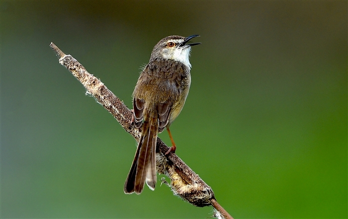 Charming World of Sparrows