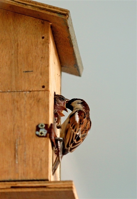 Charming World of Sparrows