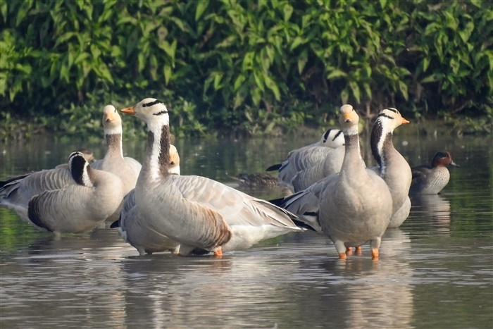 Feathered Travelers: Why Migratory Birds Flock to India