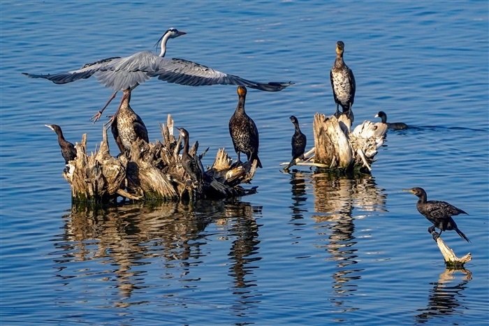 Feathered Travelers: Why Migratory Birds Flock to India