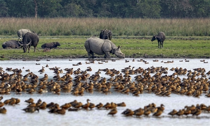 Feathered Travelers: Why Migratory Birds Flock to India