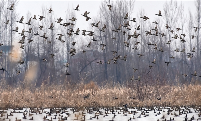 Feathered Travelers: Why Migratory Birds Flock to India