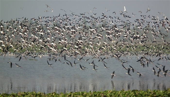 Feathered Travelers: Why Migratory Birds Flock to India