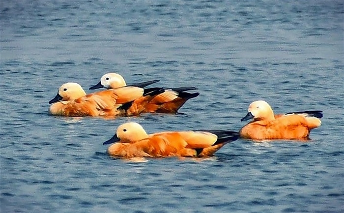 Feathered Travelers: Why Migratory Birds Flock to India