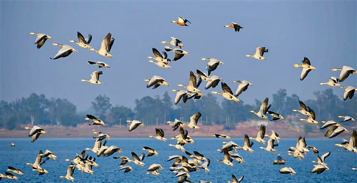 Feathered Travelers: Why Migratory Birds Flock to India