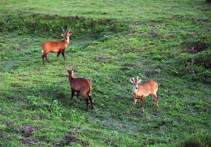 Images of PM Modi's Memorable Experience at Kaziranga National Park