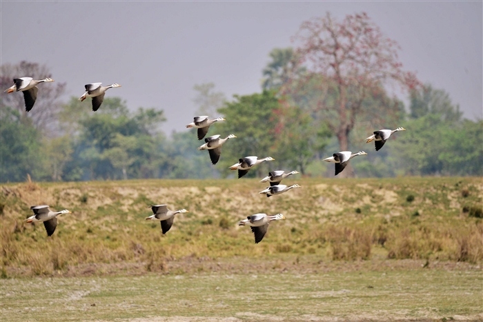 Images of PM Modi's Memorable Experience at Kaziranga National Park