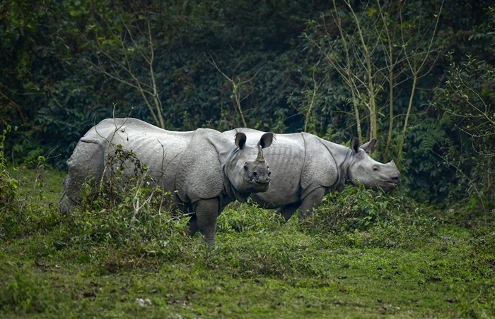 Images of PM Modi's Memorable Experience at Kaziranga National Park