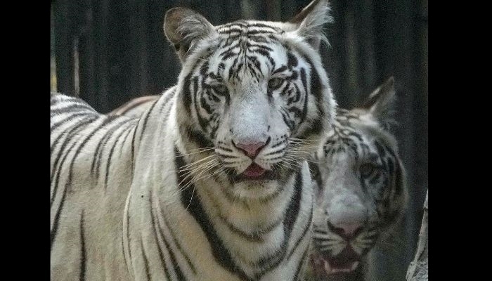 The Mystery of the White Tiger: A Rare and Beautiful Variation of the Bengal Tiger