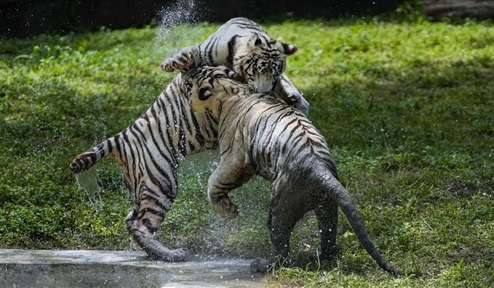 The Mystery of the White Tiger: A Rare and Beautiful Variation of the Bengal Tiger