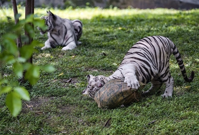 The Mystery of the White Tiger: A Rare and Beautiful Variation of the Bengal Tiger