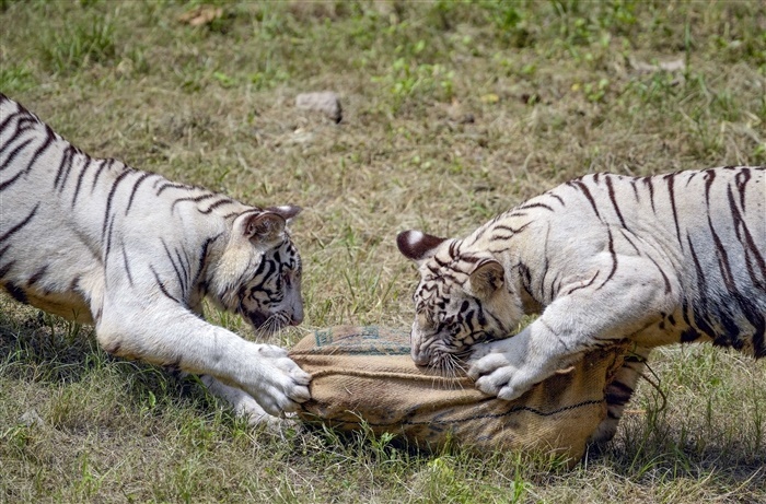 The Mystery of the White Tiger: A Rare and Beautiful Variation of the Bengal Tiger