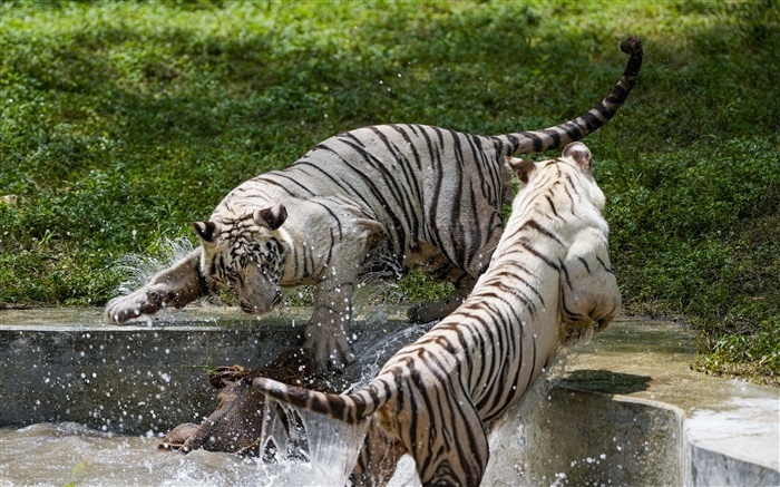 The Mystery of the White Tiger: A Rare and Beautiful Variation of the Bengal Tiger