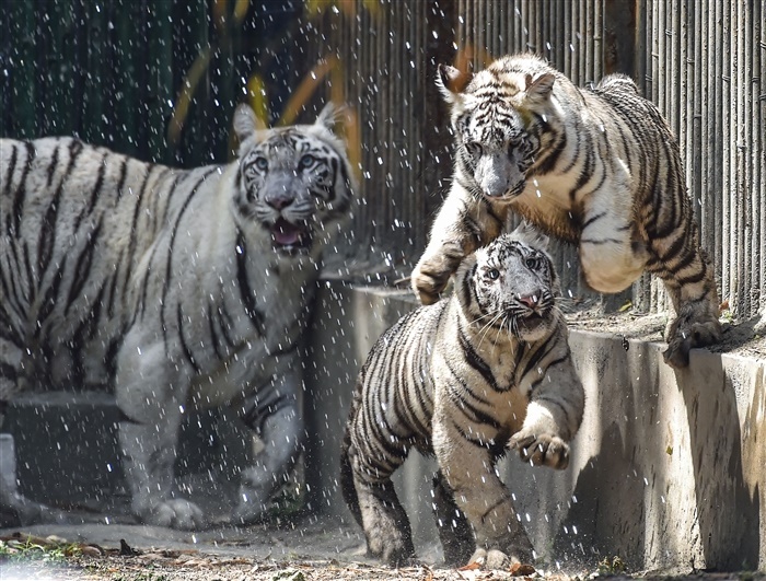 The Mystery of the White Tiger: A Rare and Beautiful Variation of the Bengal Tiger