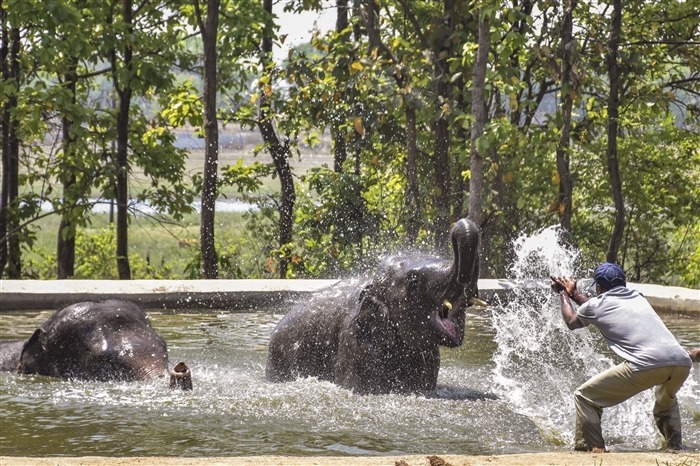 Beat the Heatwave: Animals Cool Down with Refreshing Water Play