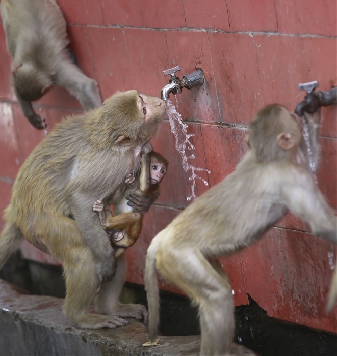 Beat the Heatwave: Animals Cool Down with Refreshing Water Play