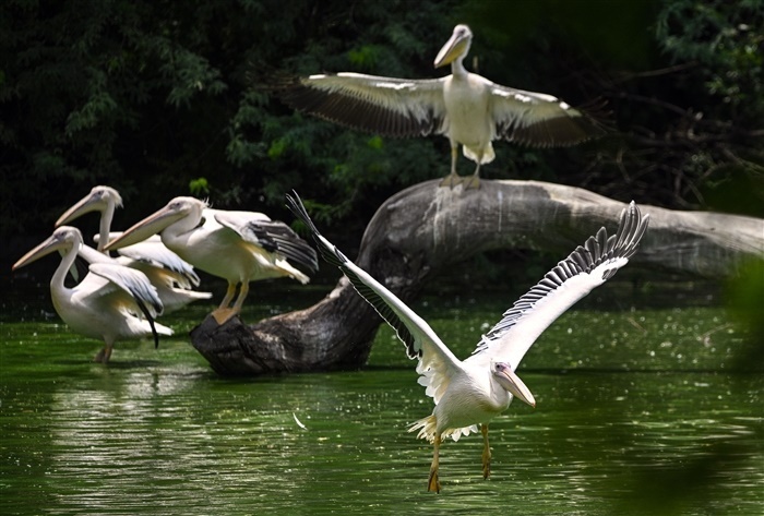 Beat the Heatwave: Animals Cool Down with Refreshing Water Play