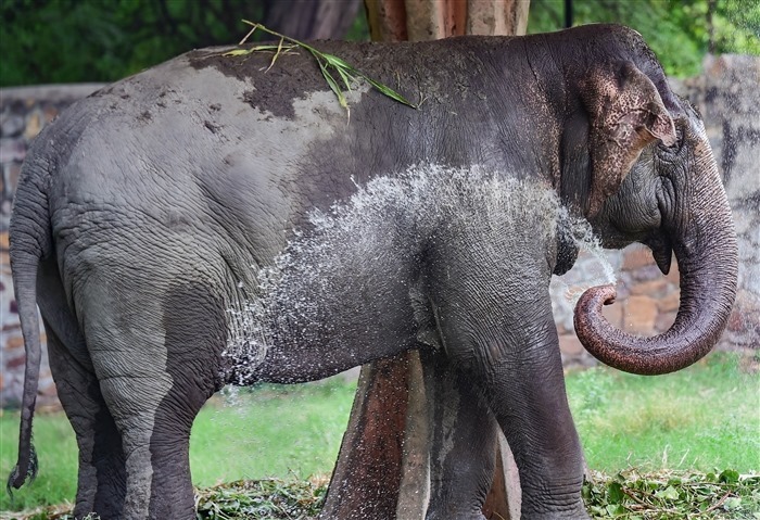 Beat the Heatwave: Animals Cool Down with Refreshing Water Play