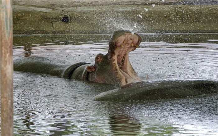 Beat the Heatwave: Animals Cool Down with Refreshing Water Play