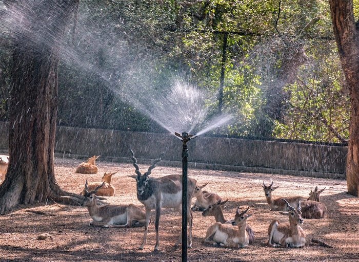 Beat the Heatwave: Animals Cool Down with Refreshing Water Play