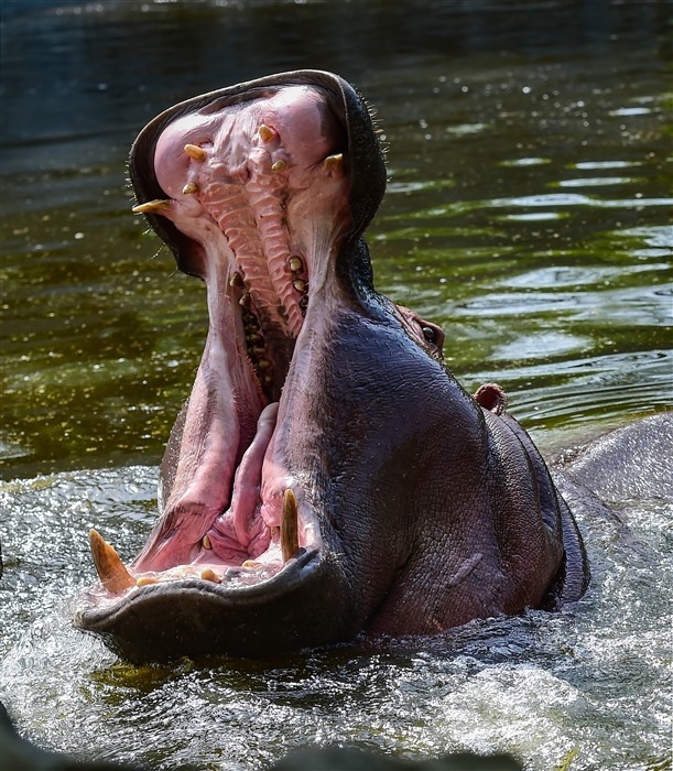 Beat the Heatwave: Animals Cool Down with Refreshing Water Play