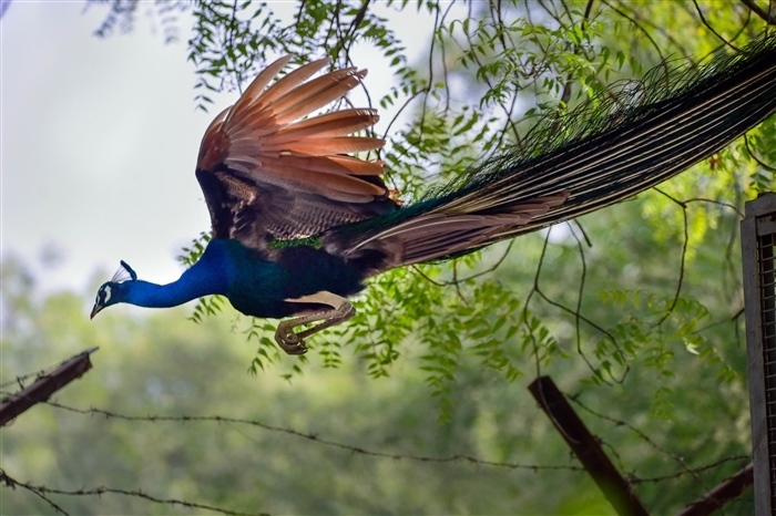 Pride of the Nation: Exploring the Significance of India's National Bird