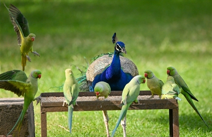 Pride of the Nation: Exploring the Significance of India's National Bird