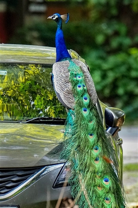 Pride of the Nation: Exploring the Significance of India's National Bird