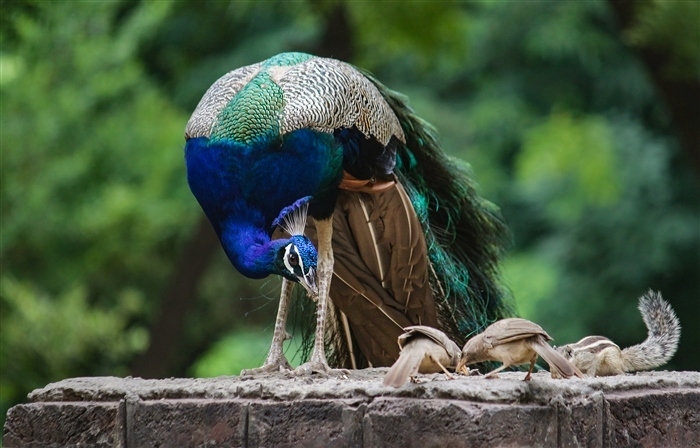 Pride of the Nation: Exploring the Significance of India's National Bird