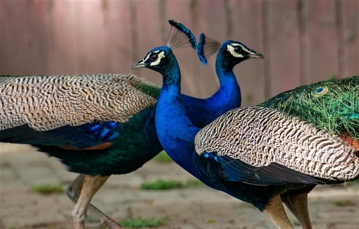 Pride of the Nation: Exploring the Significance of India's National Bird