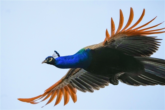 Pride of the Nation: Exploring the Significance of India's National Bird