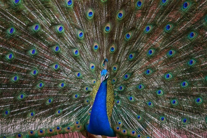 Pride of the Nation: Exploring the Significance of India's National Bird